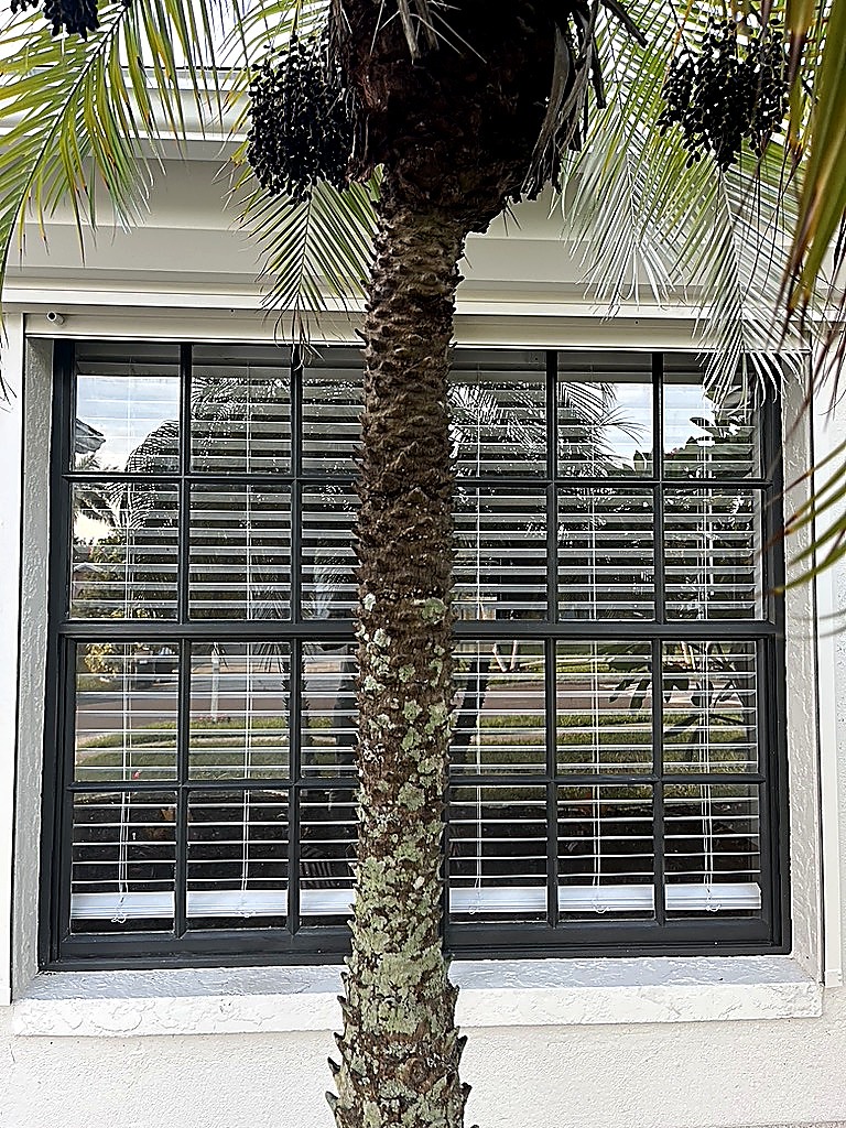 White stucco exterior with black multi-pane window and palm